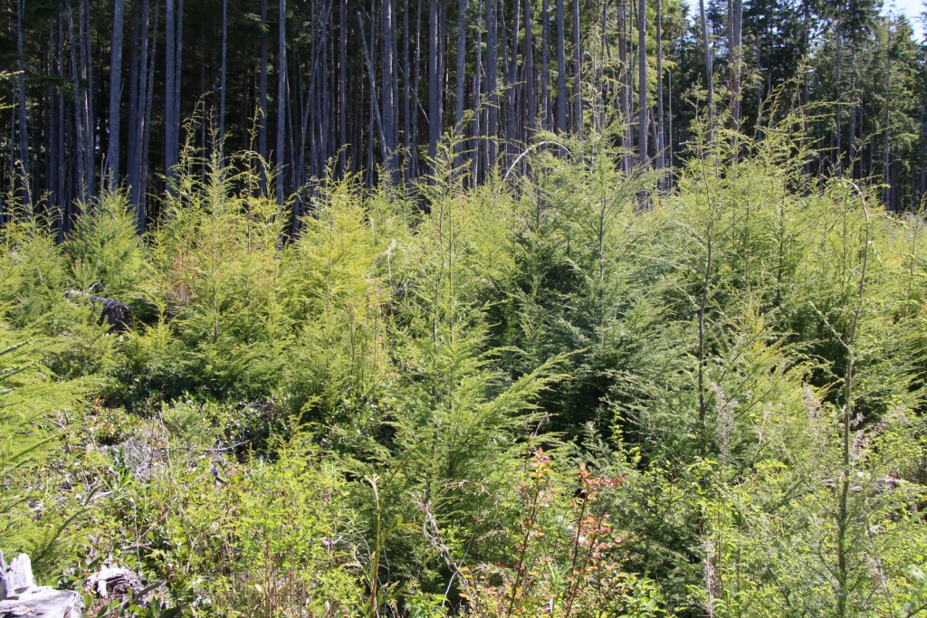 Tsuga heterophylla
