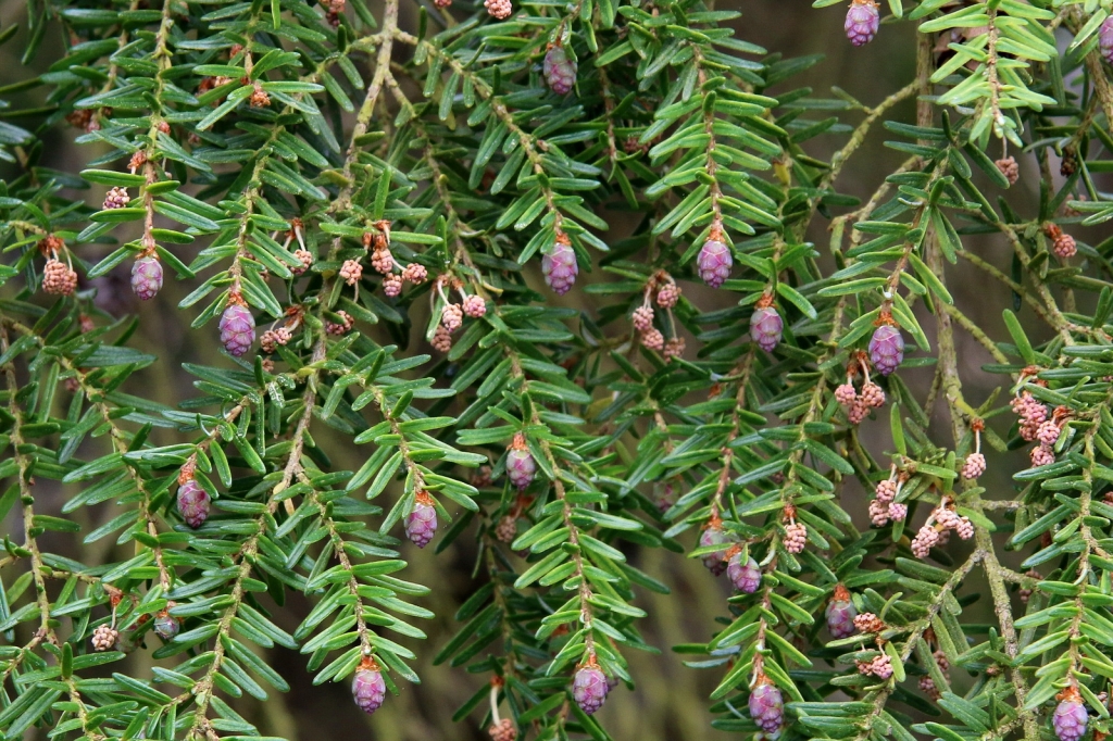 Tsuga heterophylla