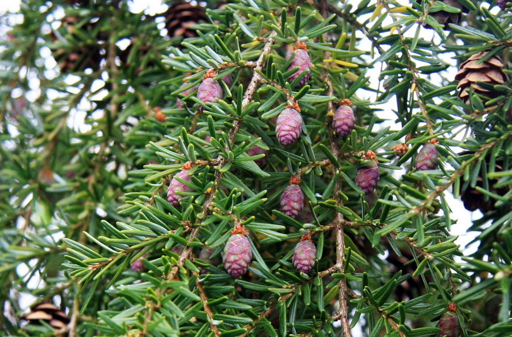 Tsuga heterophylla