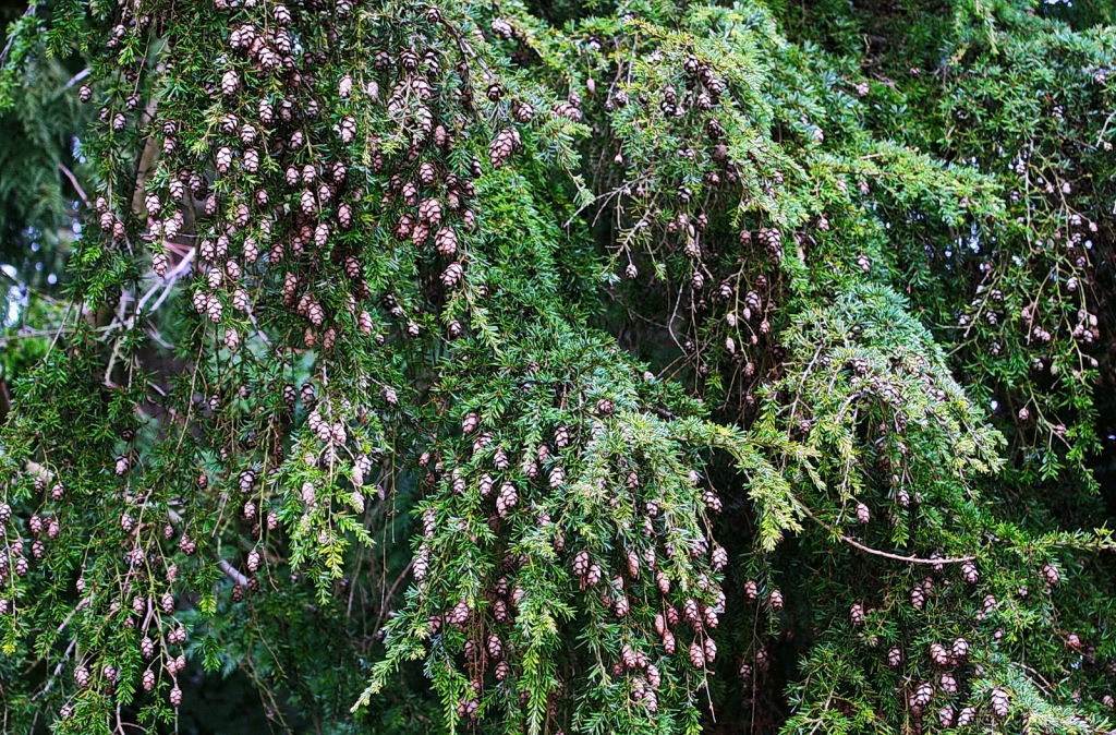 Tsuga heterophylla