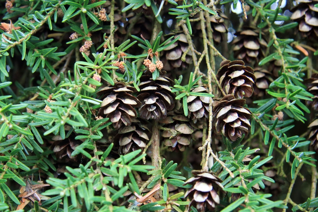Tsuga heterophylla