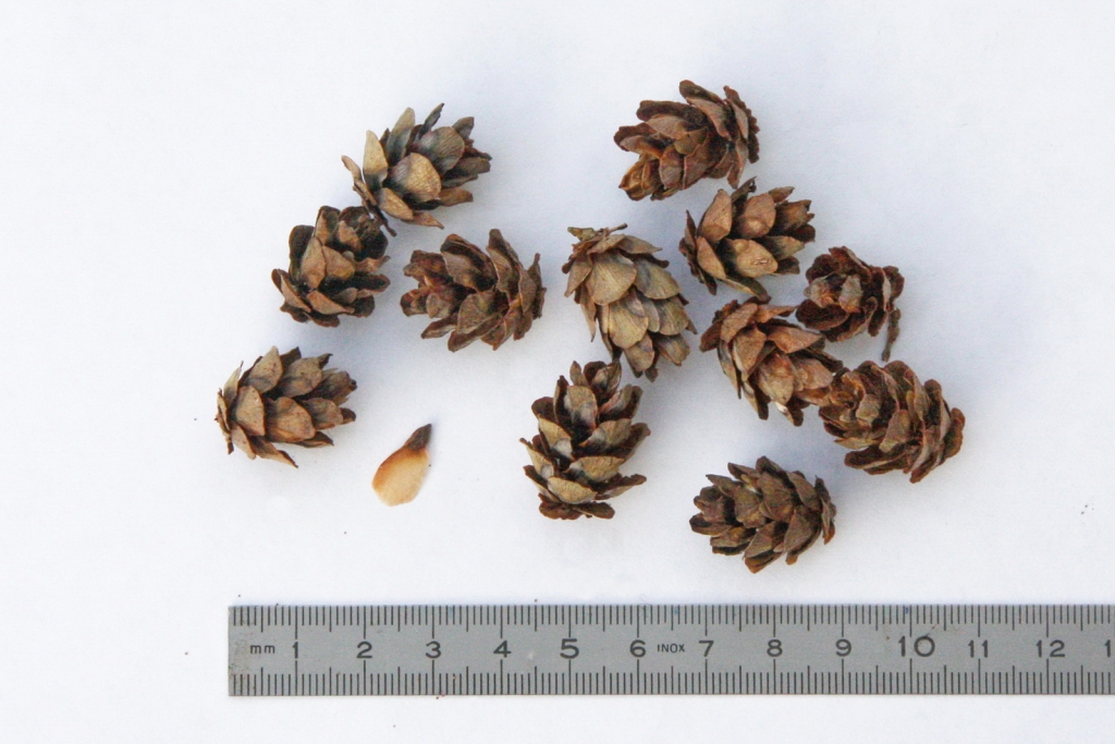 Tsuga heterophylla