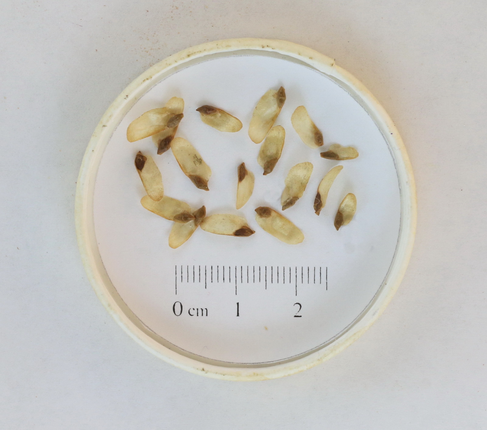 Tsuga heterophylla