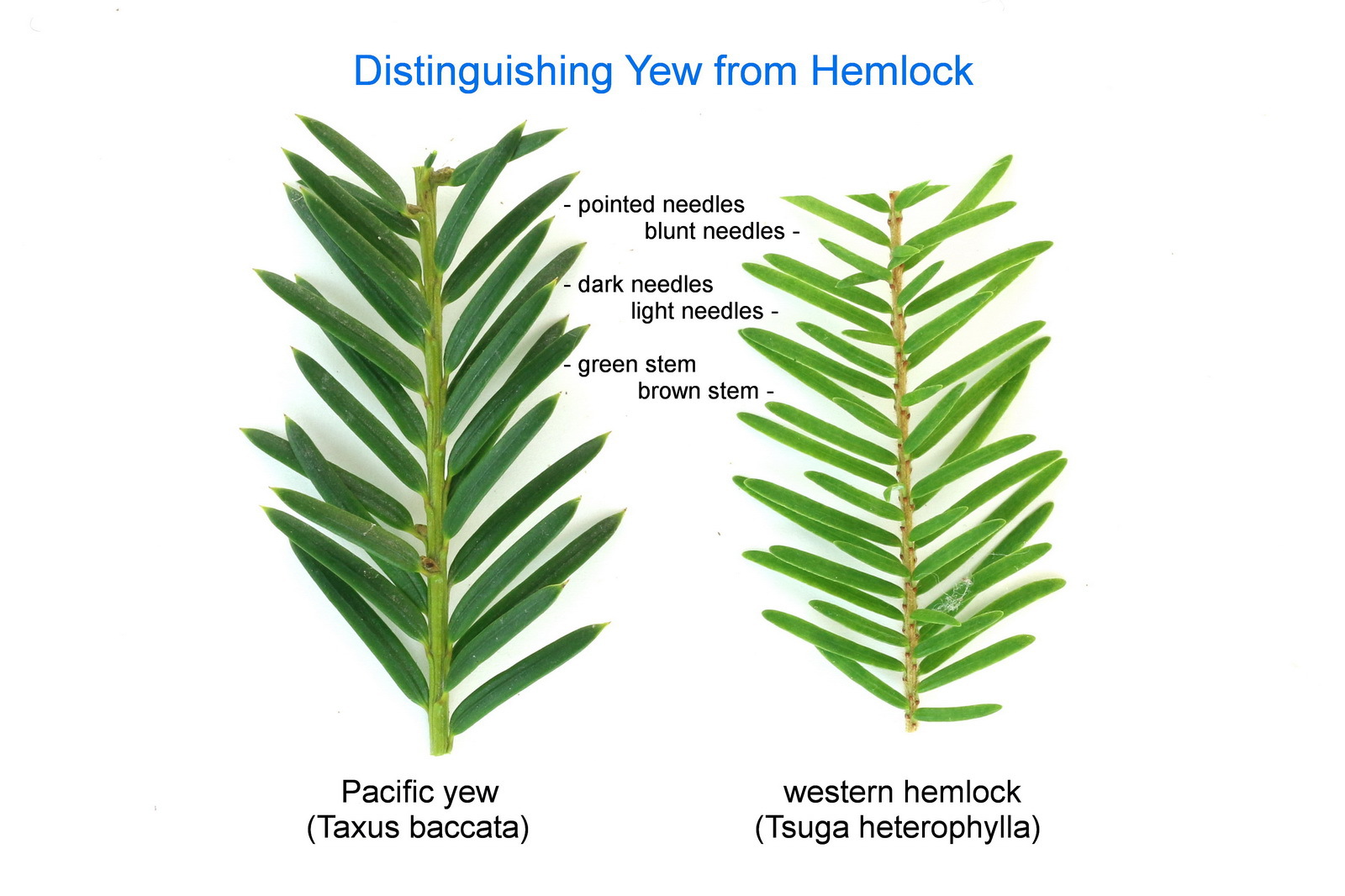 Tsuga heterophylla