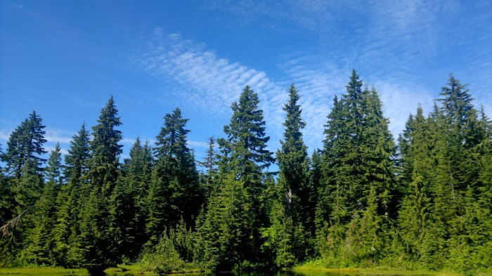 Tsuga heterophylla