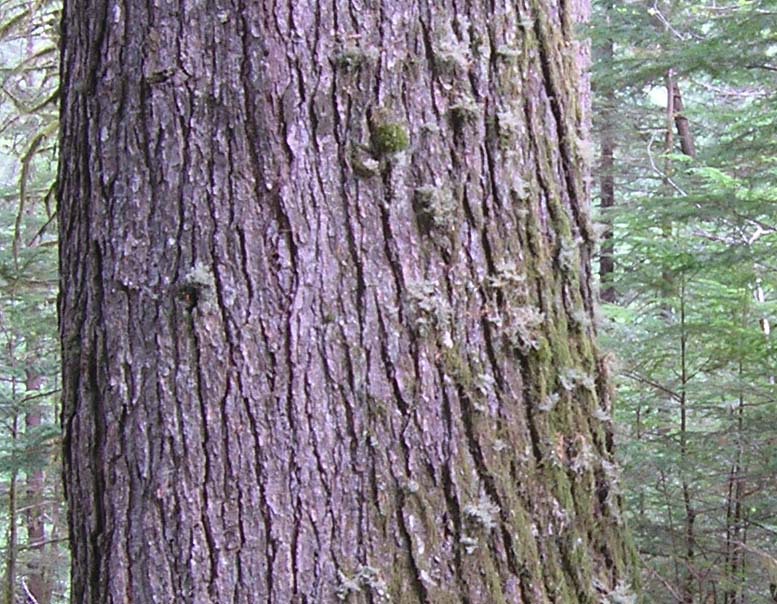 Tsuga heterophylla