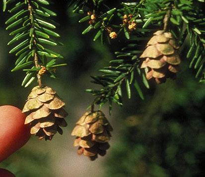 Tsuga heterophylla