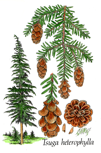 Tsuga heterophylla