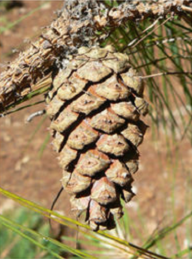 Pinus herrerae