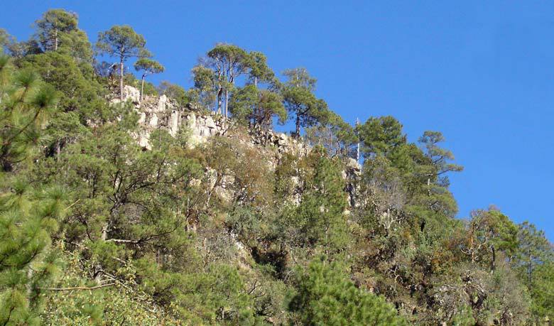 Pinus herrerae