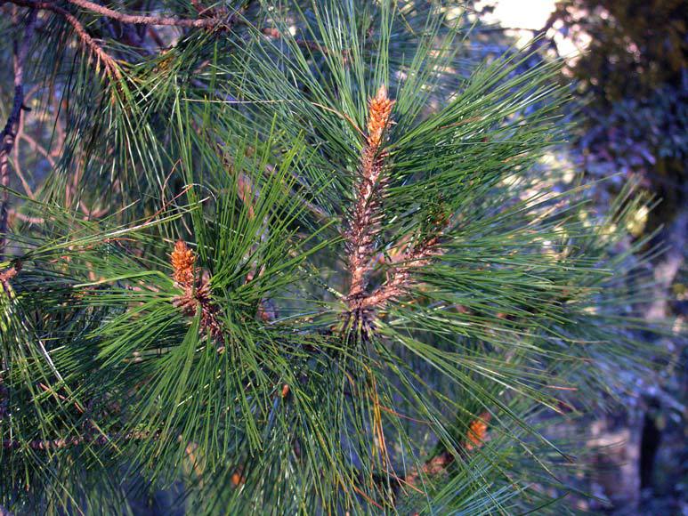 Pinus herrerae
