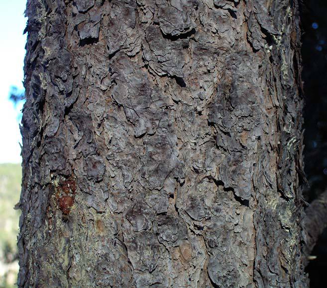 Pinus herrerae