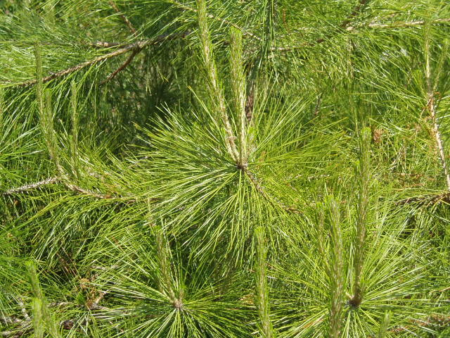 Pinus tabuliformis 