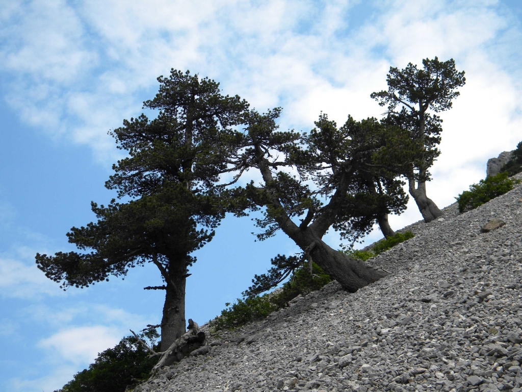 Pinus heldreichii