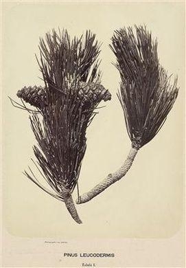 Pinus heldreichii
