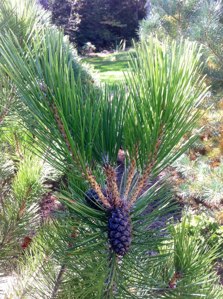 Pinus heldreichii