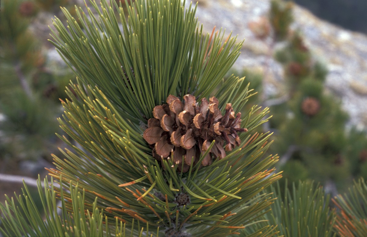 Pinus heldreichii