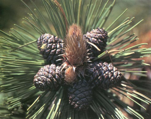 Pinus heldreichii
