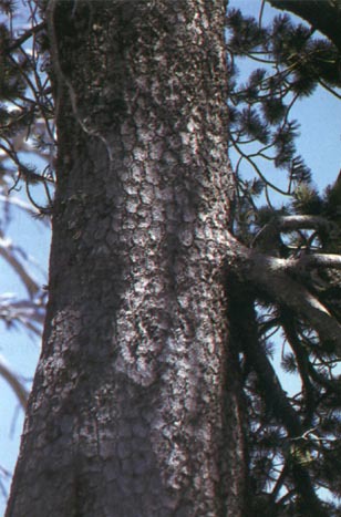 Pinus heldreichii