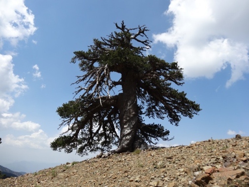 Pinus heldreichii