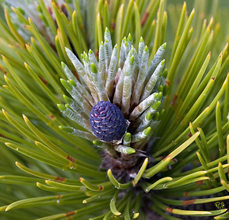 Pinus heldreichii