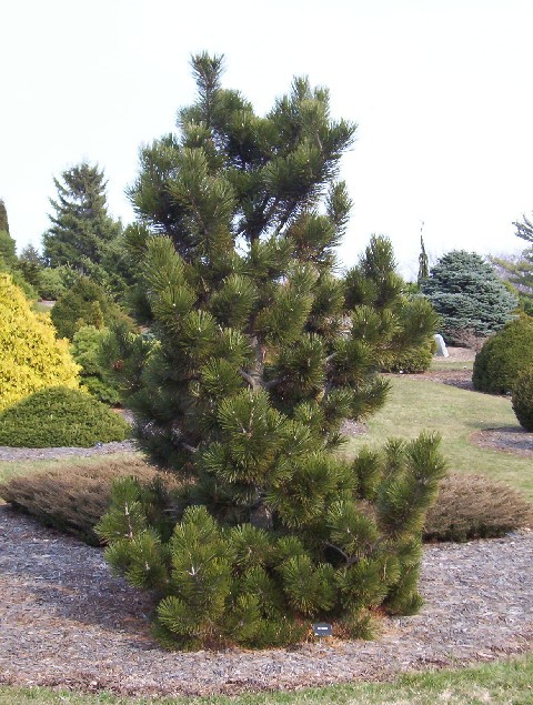 Pinus heldreichii