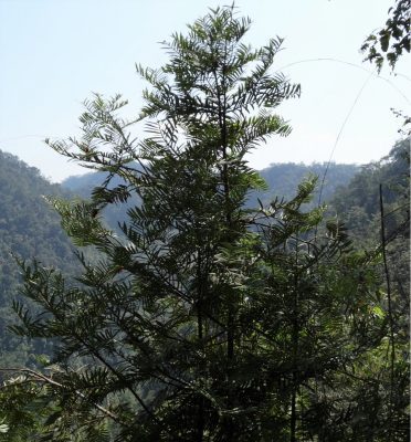 Amentotaxus hatuyenensis