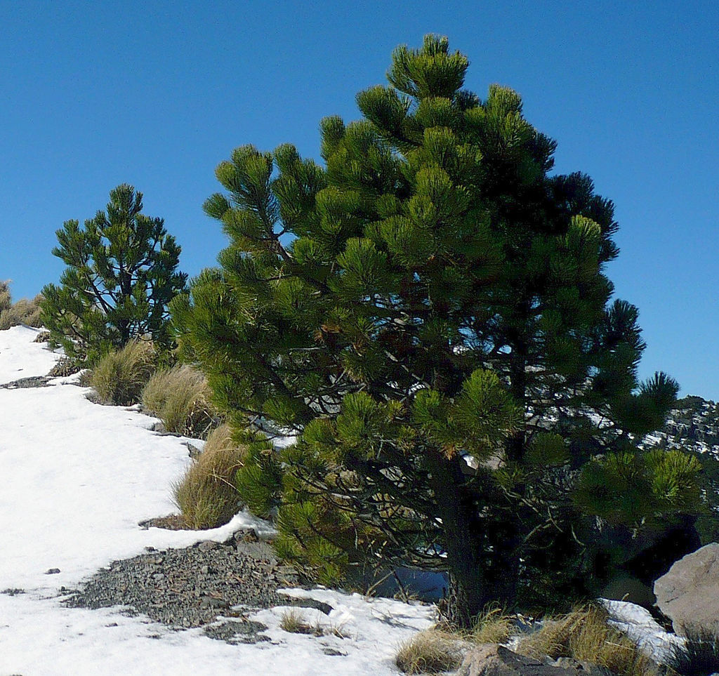 Pinus hartwegii