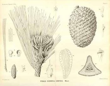 Pinus hartwegii