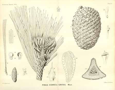Pinus hartwegii