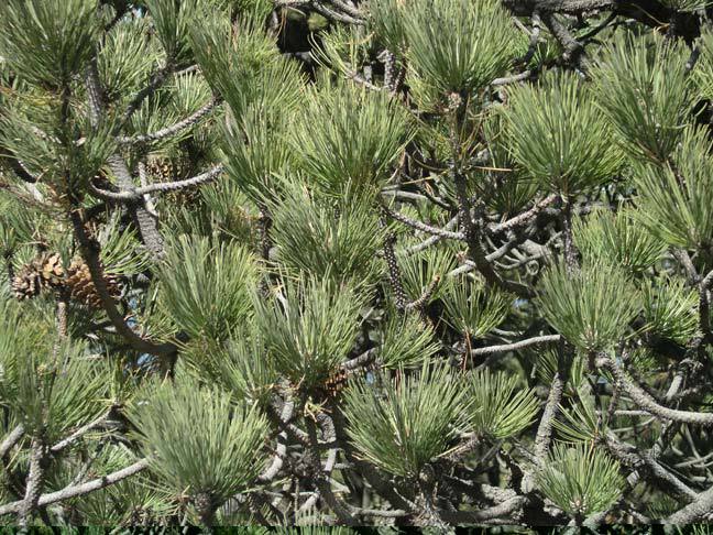 Pinus hartwegii