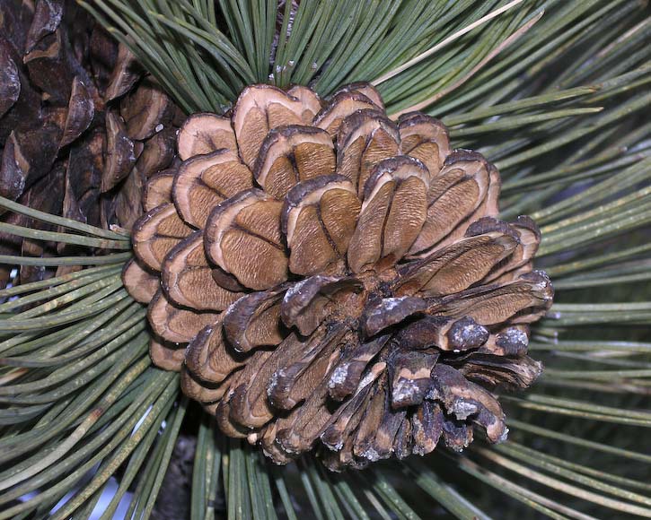 Pinus hartwegii