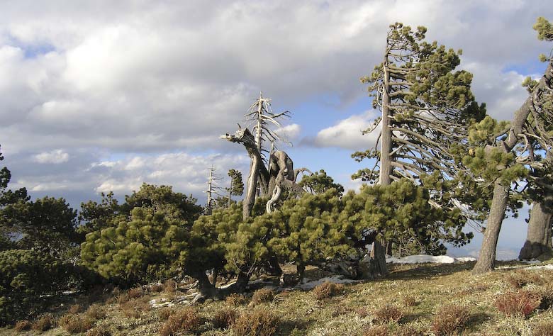 Pinus hartwegii