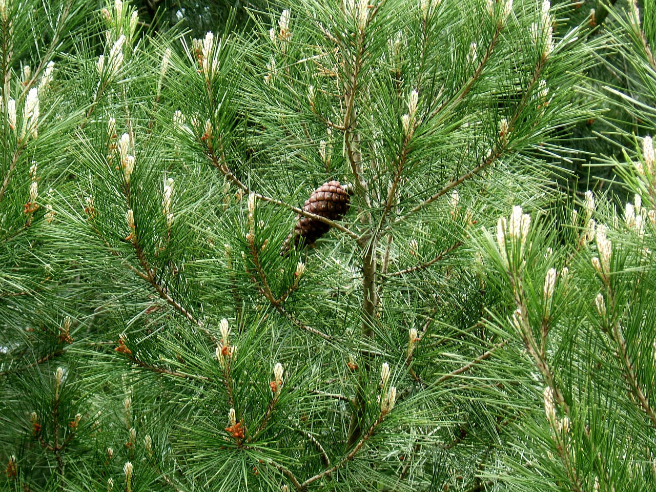 Pinus halepensis