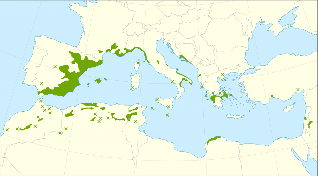 Pinus halepensis