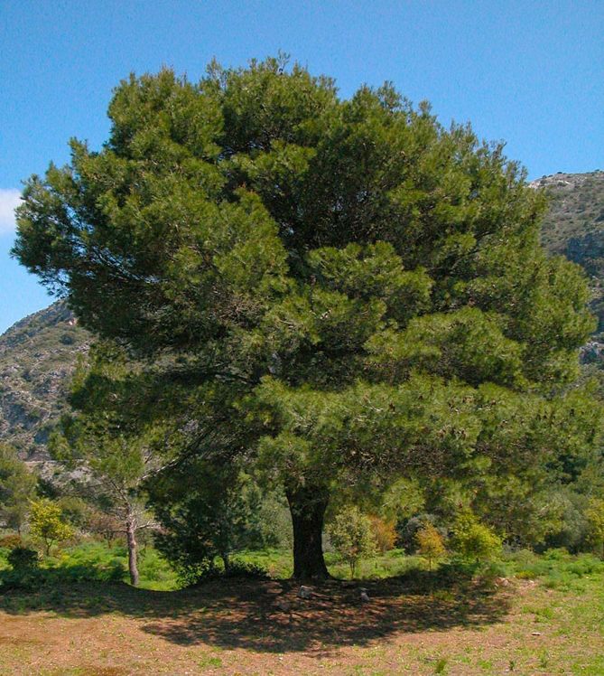 Pinus halepensis