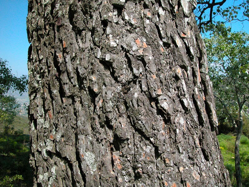 Pinus halepensis