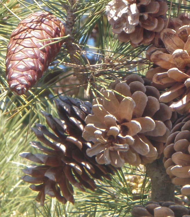Pinus halepensis