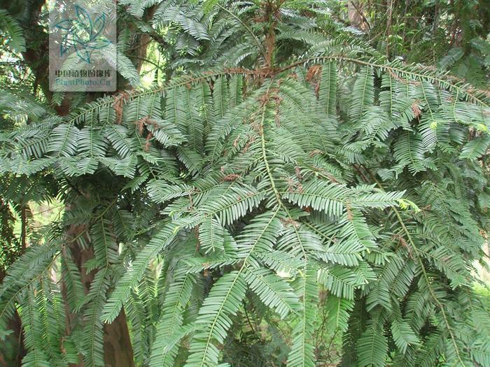 Cephalotaxus hainanensis