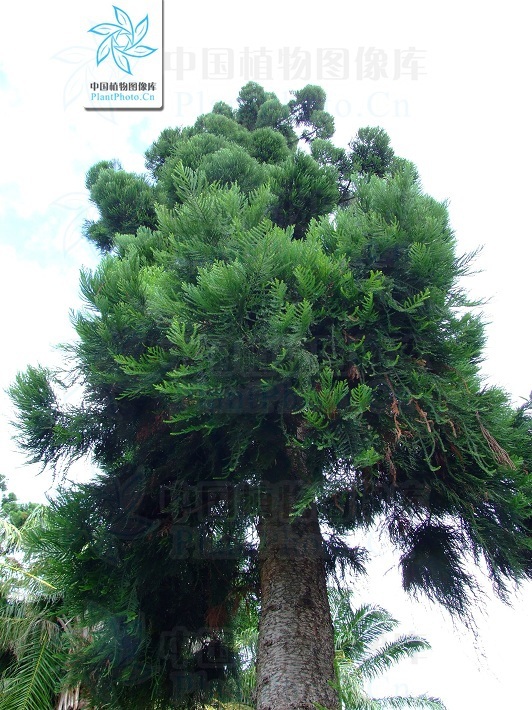 Cephalotaxus hainanensis