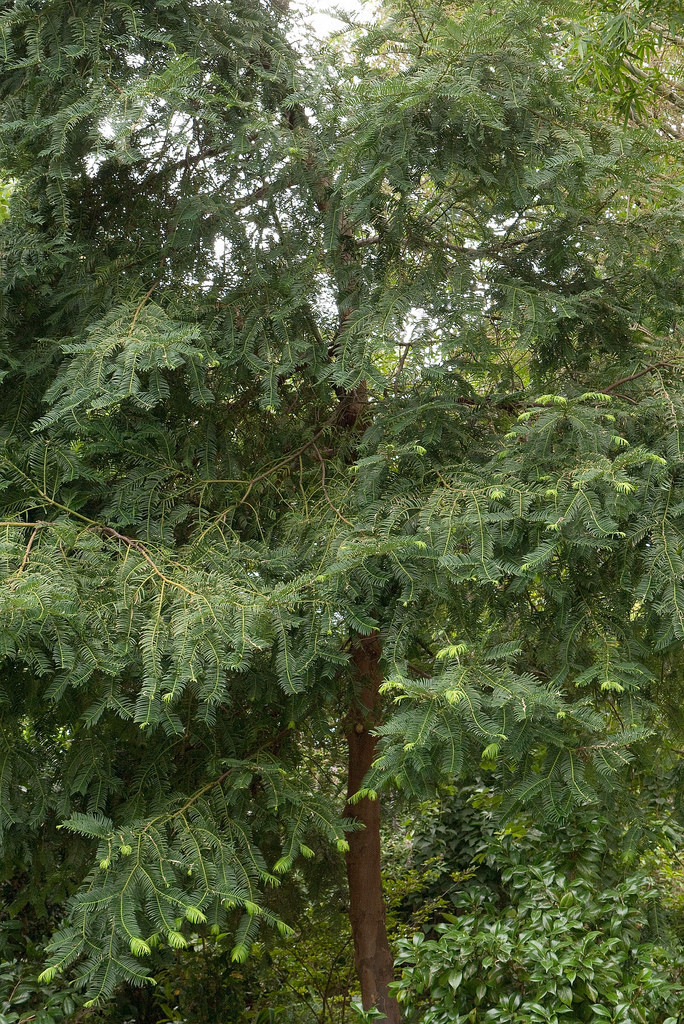 Cephalotaxus hainanensis