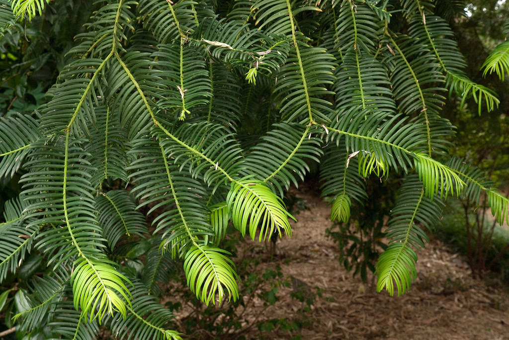 Cephalotaxus hainanensis