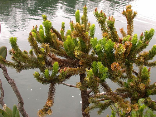 Dacrydium guillauminii
