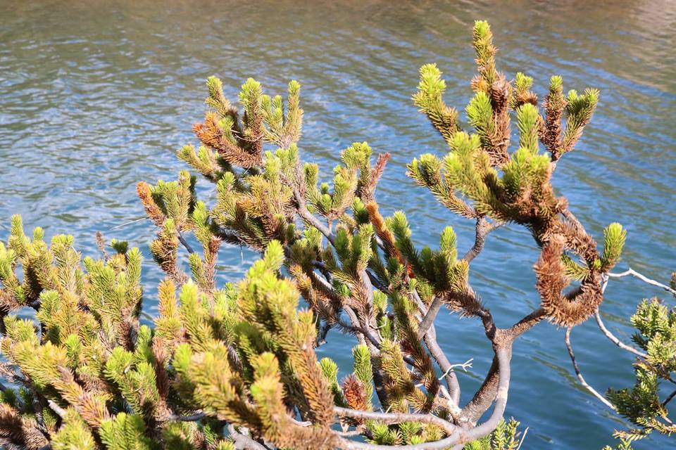 Dacrydium guillauminii