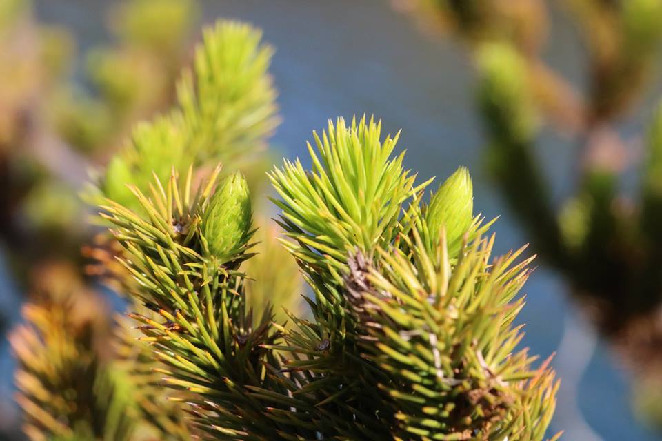 Dacrydium guillauminii