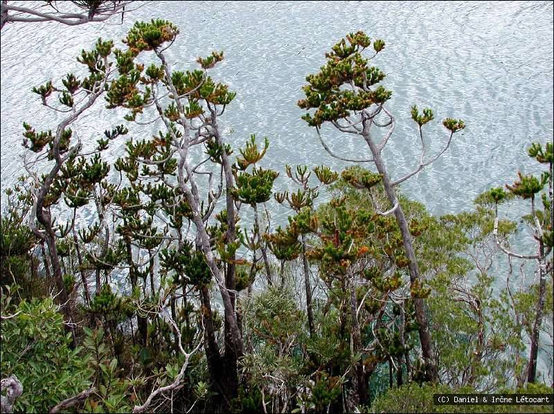 Dacrydium guillauminii