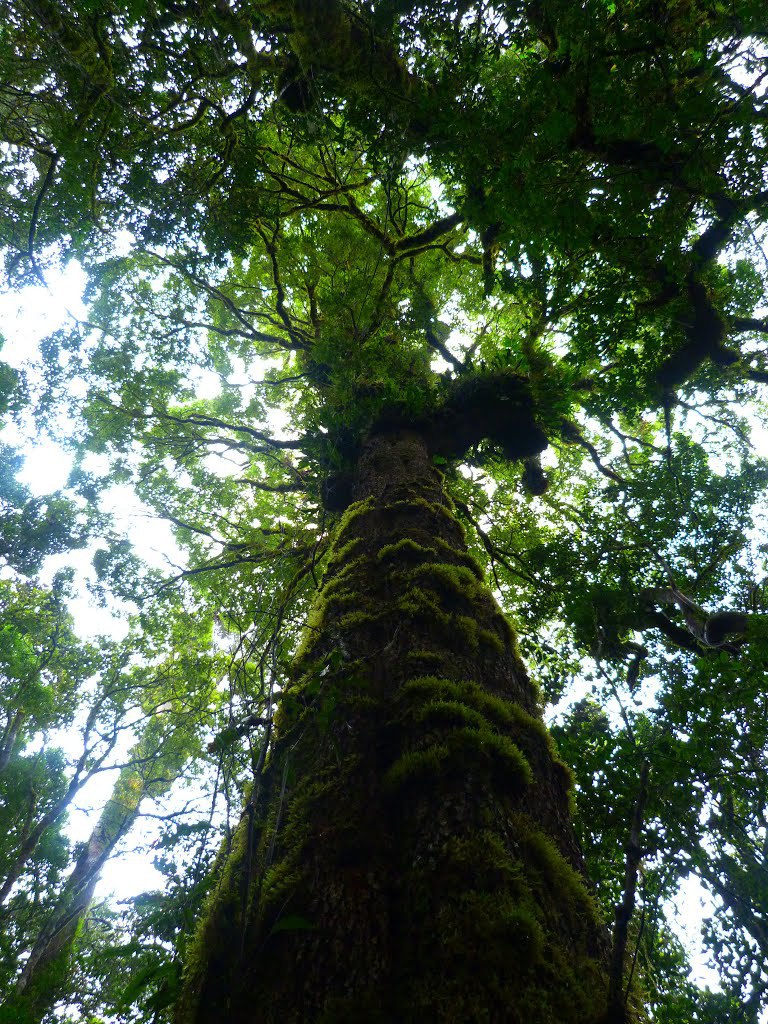 Abies guatemalensis