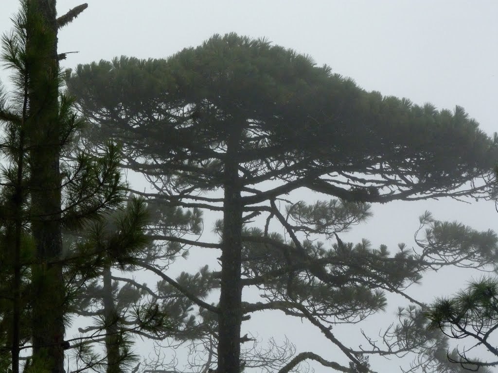 Abies guatemalensis