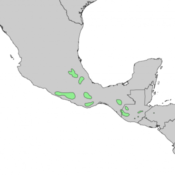 Abies guatemalensis