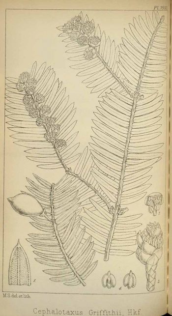 Cephalotaxus griffithii